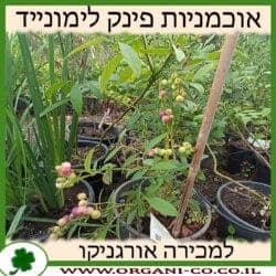 אוכמניות פינק למונייד (ורודות) 10 ליטר