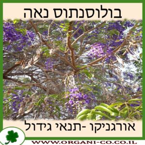 בולוסנתוס נאה