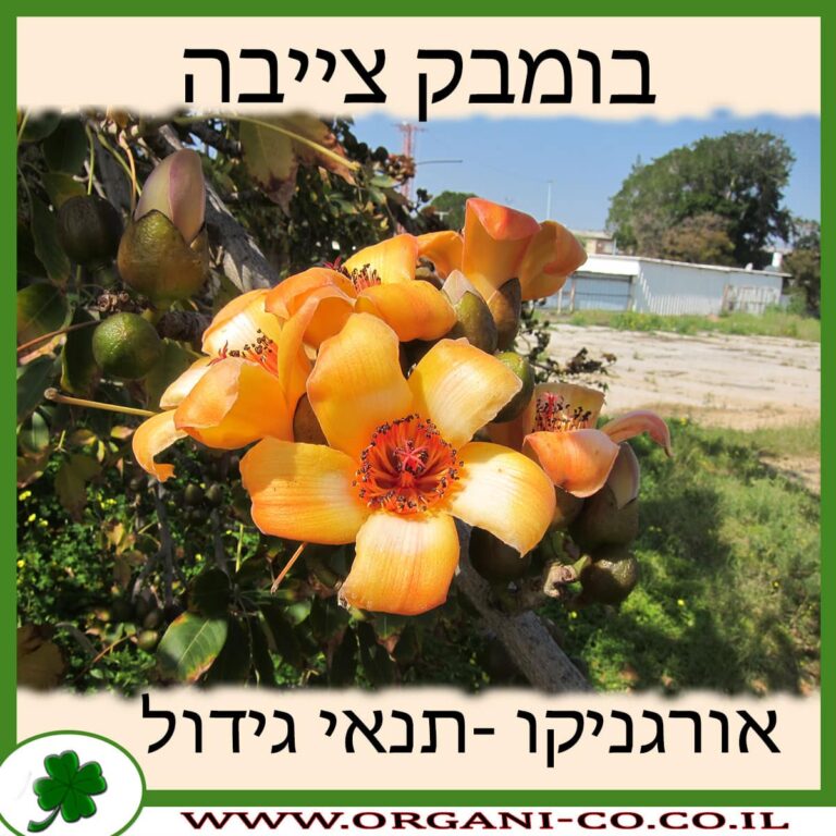 בומבק צייבה בומבק צייבה