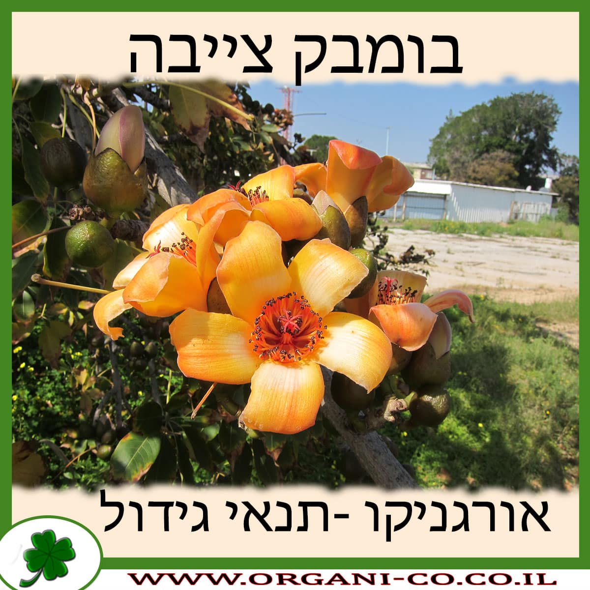 בומבק צייבה