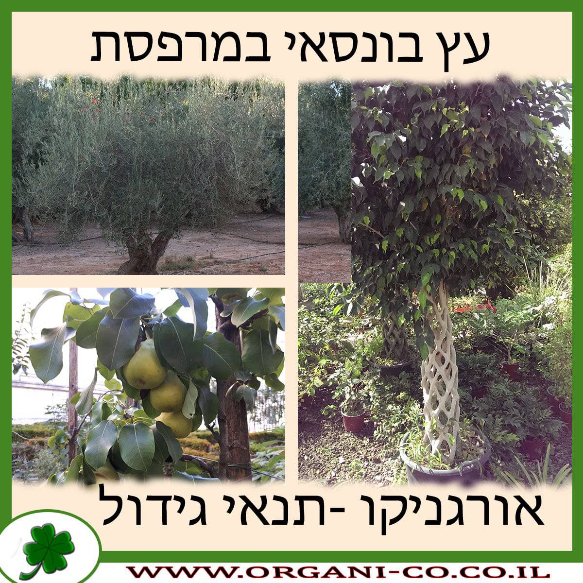 עץ בונסאי למרפסת
