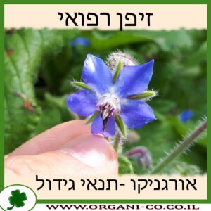 זיפן רפואי