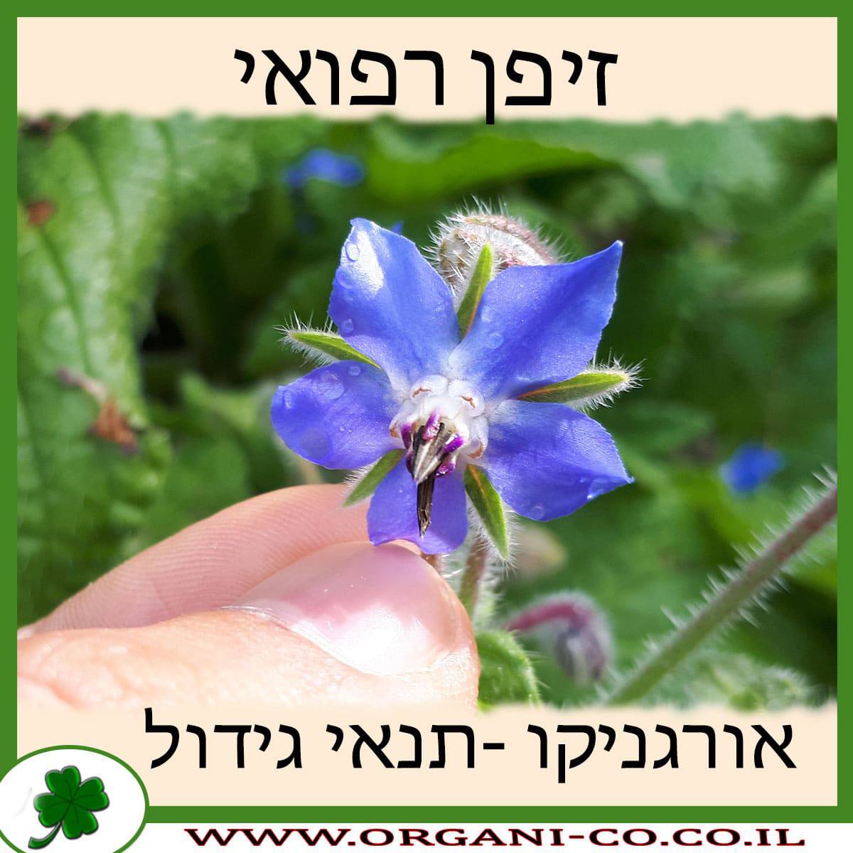 זיפן רפואי
