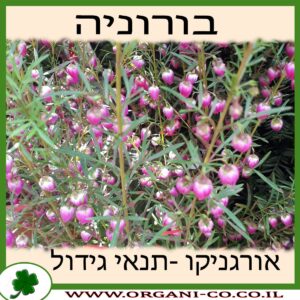 בורוניה גידול צמח