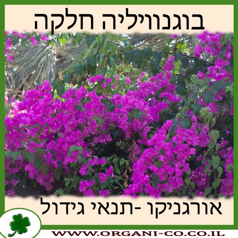 בוגנוויליה חלקה בוגנוויליה חלקה
