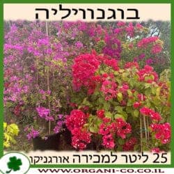 בוגנוויליה 25 ליטר