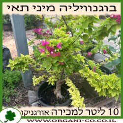 בוגנוויליה מיני תאי 10 ליטר