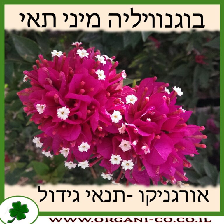 בוגנוויליה מיני תאי בוגנוויליה מיני תאי