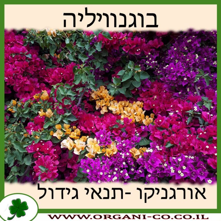 בוגנוויליה בוגנוויליה