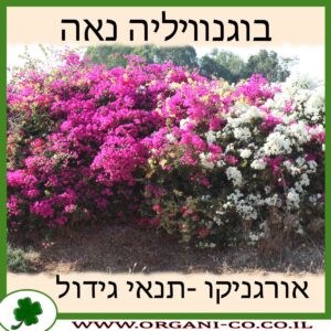 בוגנוויליה נאה