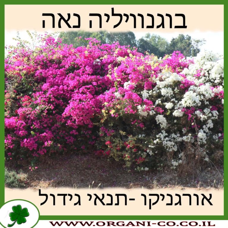בוגנוויליה נאה בוגנוויליה נאה