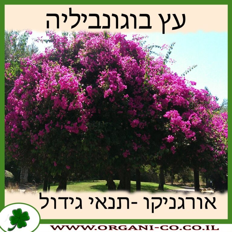 עץ בוגונביליה עץ בוגונביליה