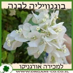 בוגנוויליה - צבע לבן - 25 ליטר