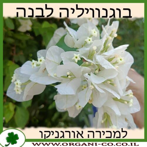 בוגנוויליה - צבע לבן - למכירה - מחיר