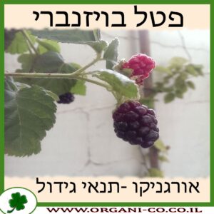 פטל בויזנברי גידול צמח