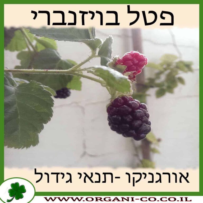 פטל בויזנברי פטל בויזנברי גידול צמח