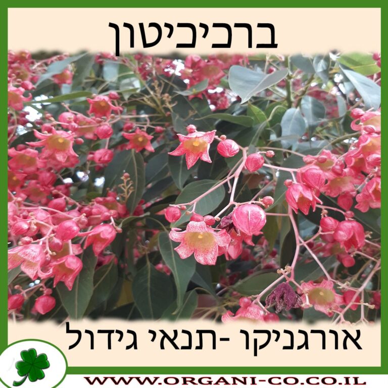 ברכיכיטון ברכיכיטון