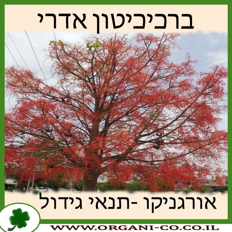 ברכיכיטון אדרי ברכיכיטון אדרי