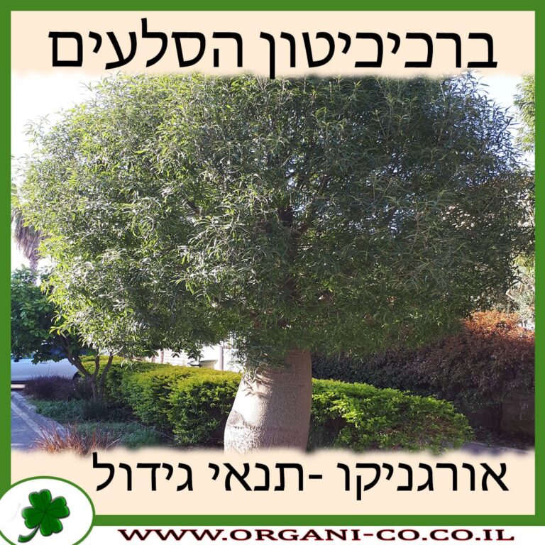 ברכיכיטון הסלעים ברכיכיטון הסלעים