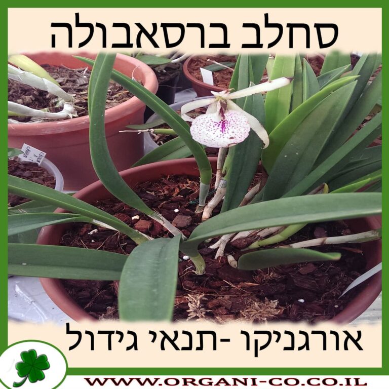 סחלב ברסאבולה סחלב ברסאבולה