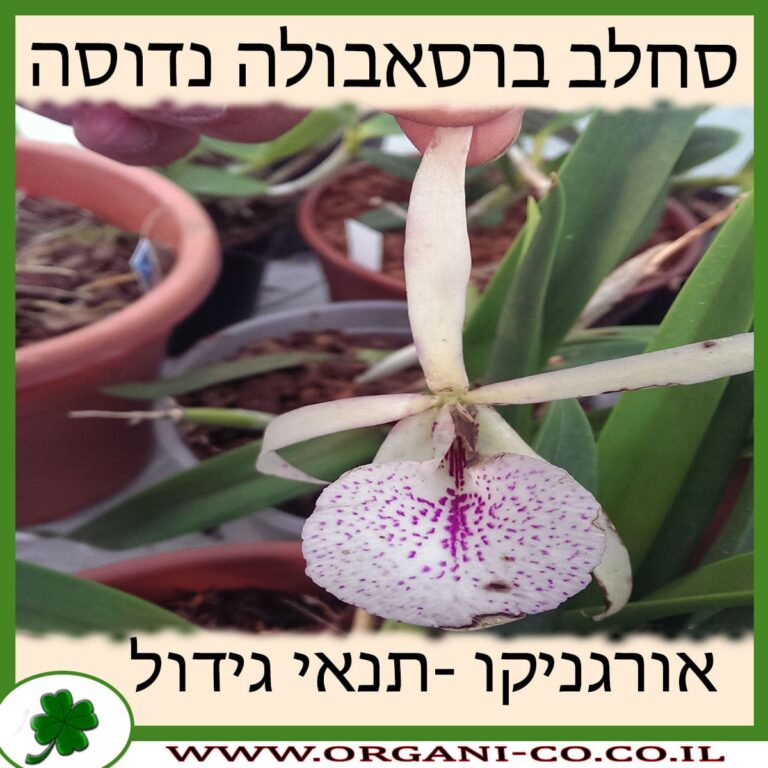 סחלב ברסאבולה נדוסה סחלב ברסאבולה נדוסה
