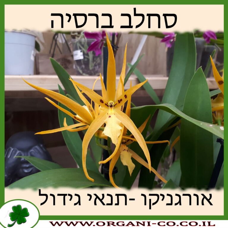 סחלב ברסיה סחלב ברסיה