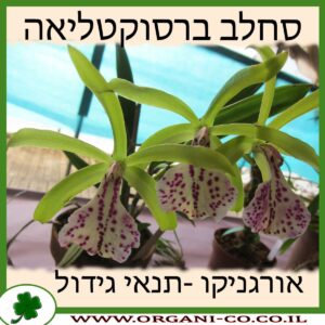 סחלב ברסוקטליאה