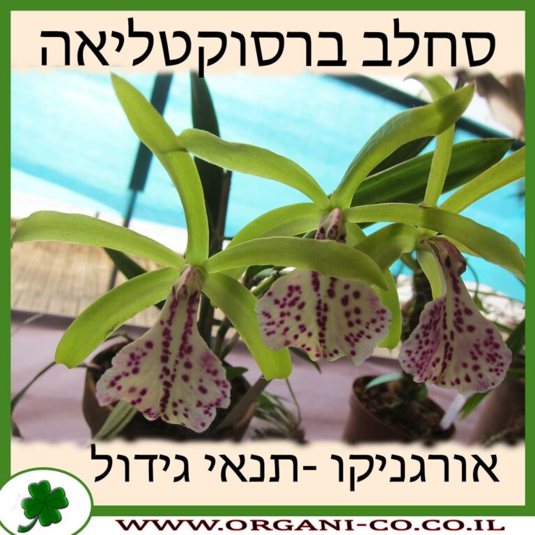 סחלב ברסוקטליאה סחלב ברסוקטליאה