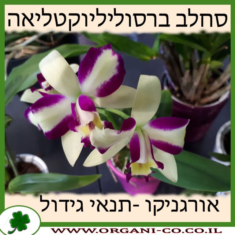 סחלב ברסוליליוקטליאה סחלב ברסוליליוקטליאה