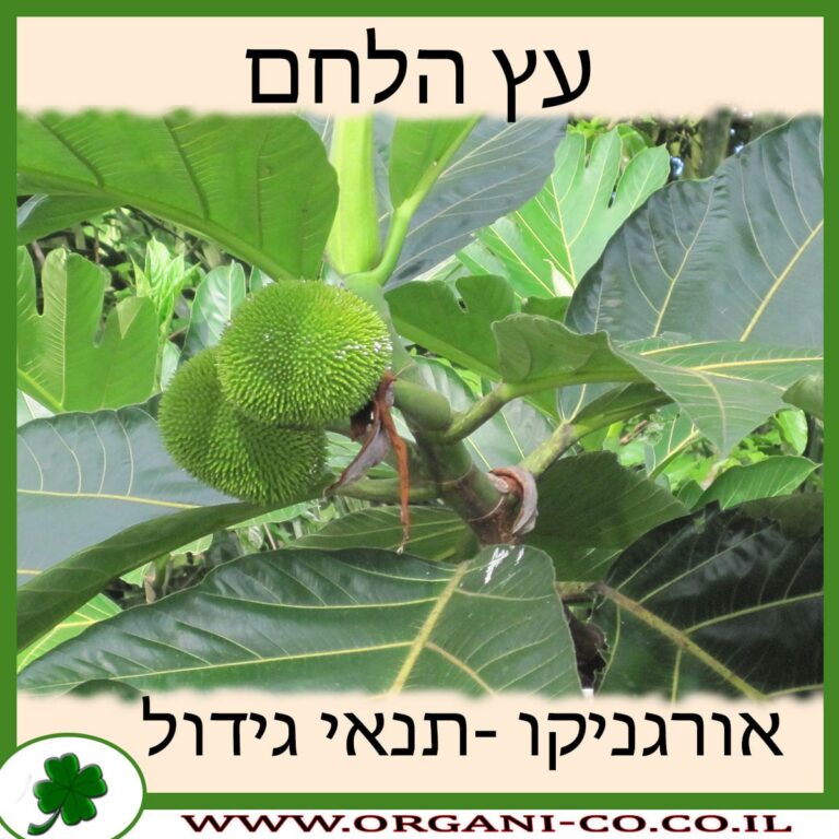 עץ הלחם