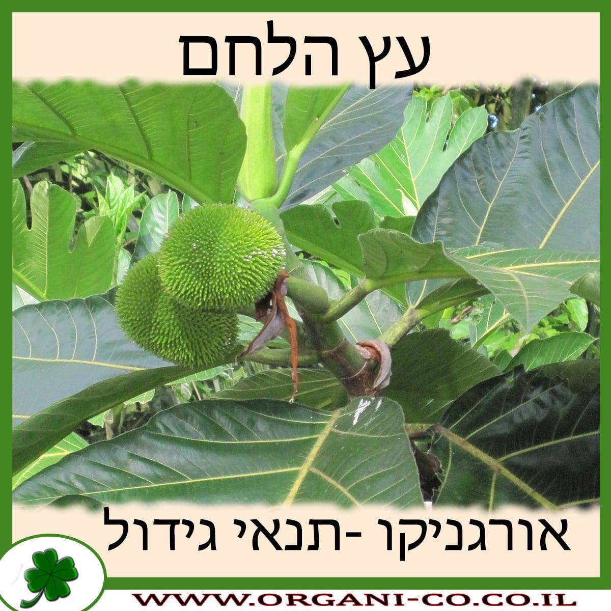 עץ הלחם