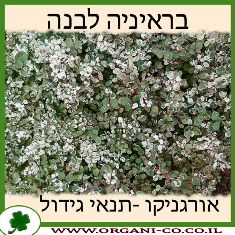 בראיניה לבנה בראיניה לבנה