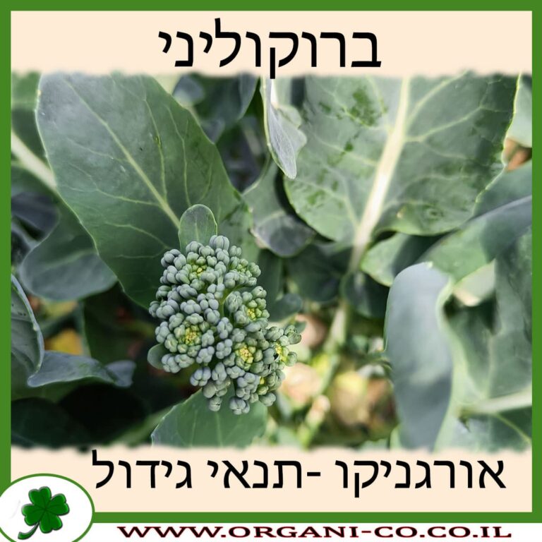 ברוקוליני ברוקוליני
