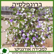 ברונפלסיה גביענית למכירה - מחיר