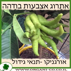 אתרוג אצבעות בודהה