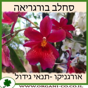 סחלב בורגריאה