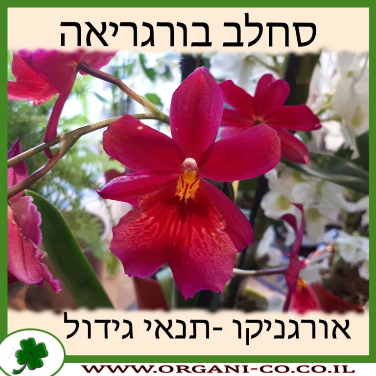 סחלב בורגריאה סחלב בורגריאה