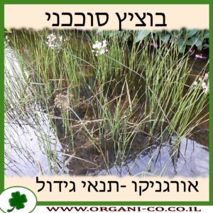 בוציץ סוככני