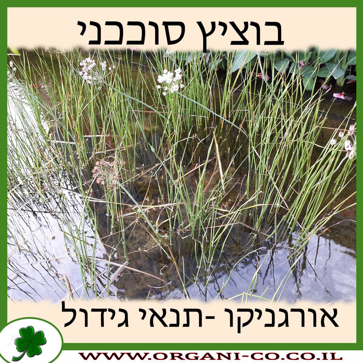 בוציץ סוככני