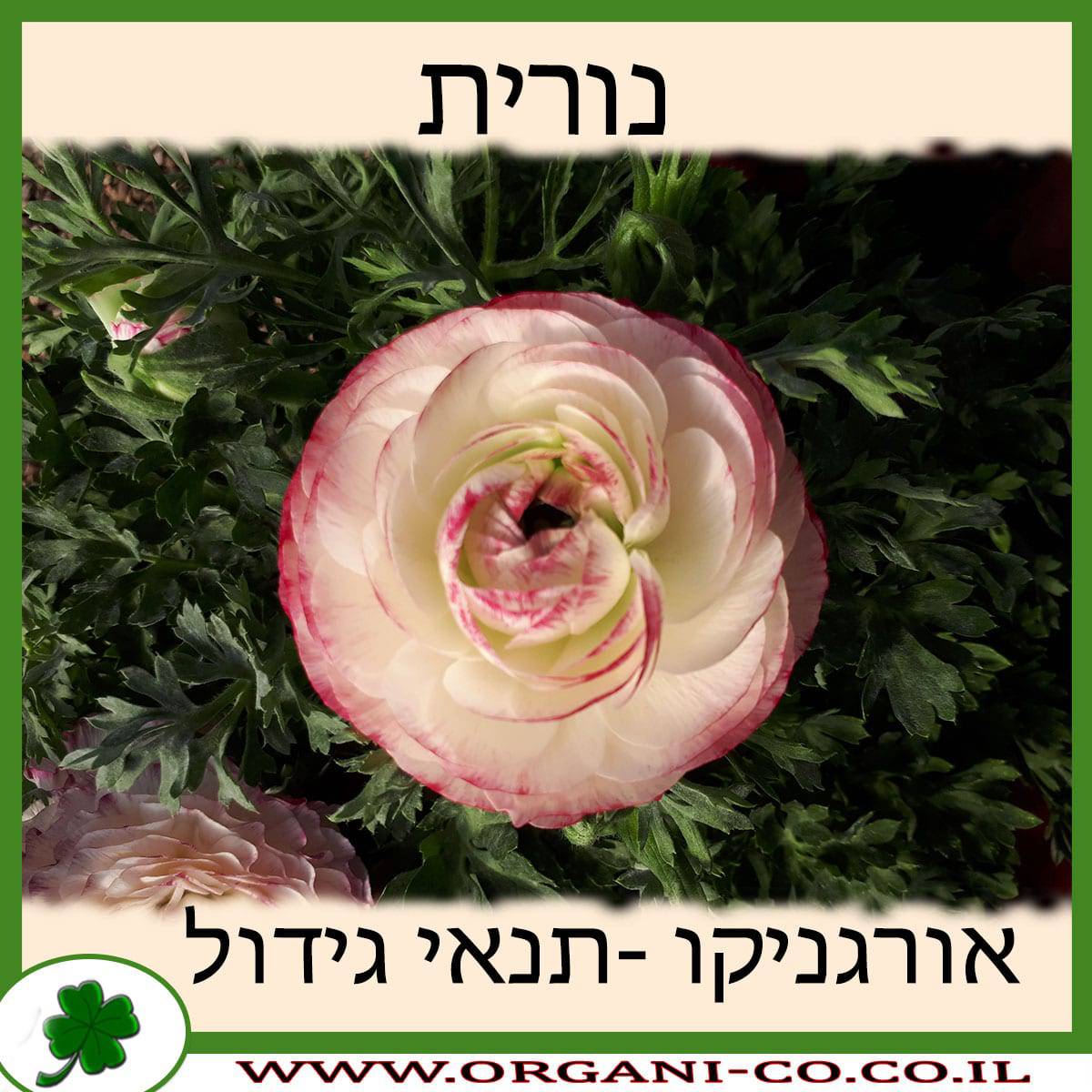 נורית