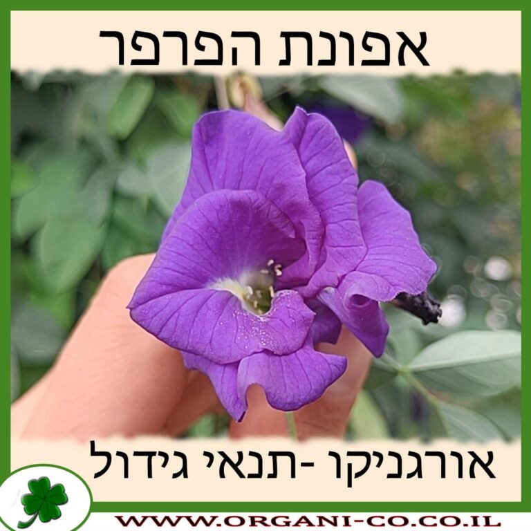 אפונת הפרפר אפונת הפרפר