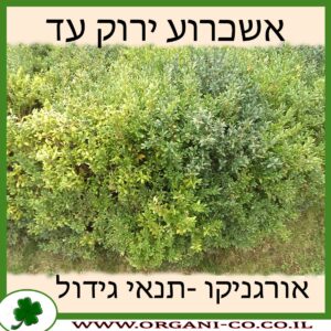 אשכרוע ירוק עד