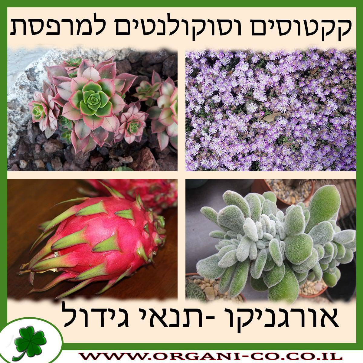 קקטוסים וסוקולנטים למרפסת