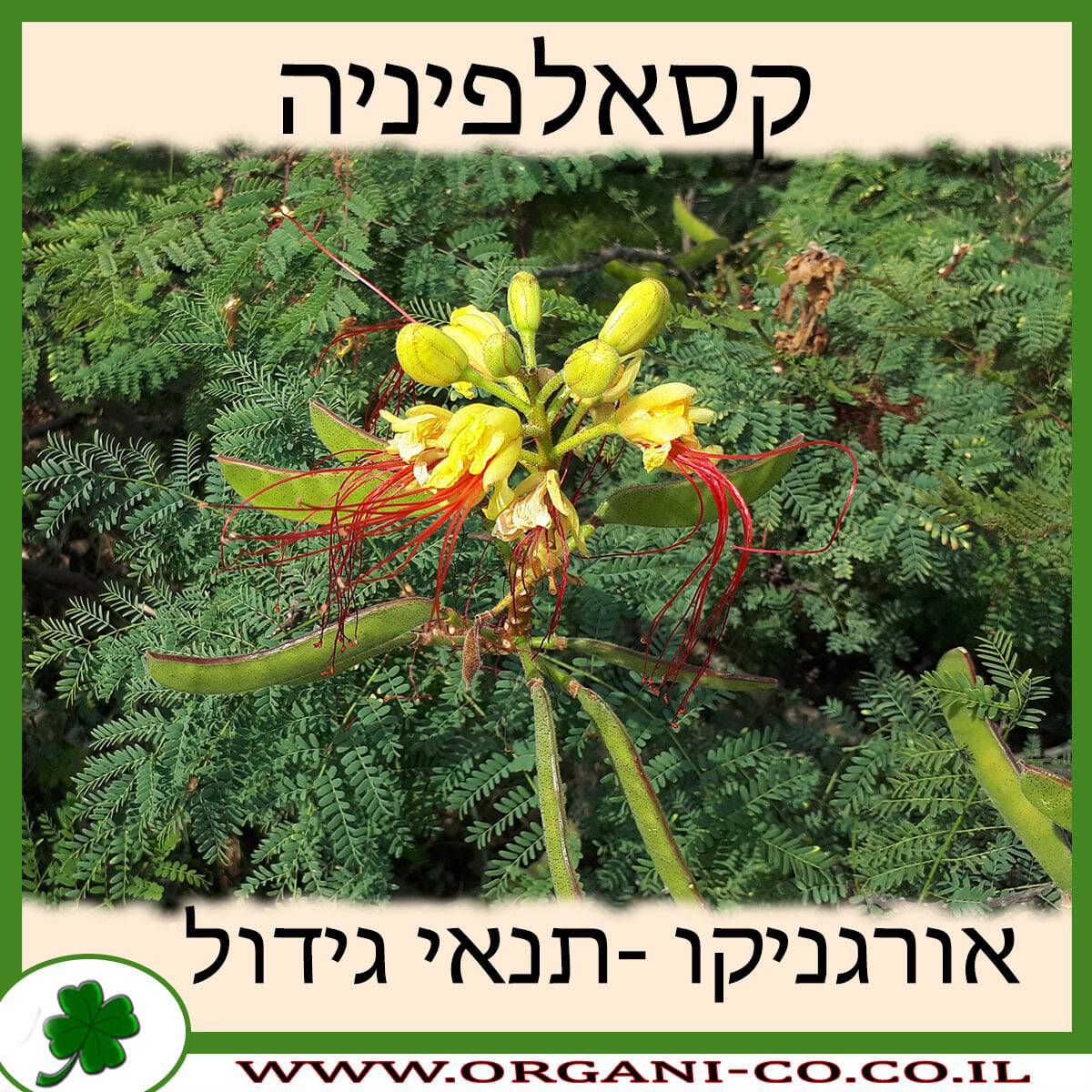 קסאלפיניה