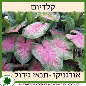 קלדיום