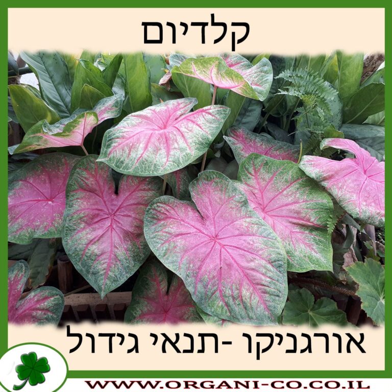 קלדיום קלדיום