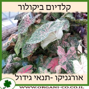 קלדיום ביקולור