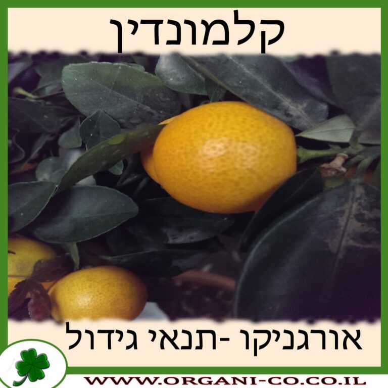 קלמונדין קלמונדין גידול צמח