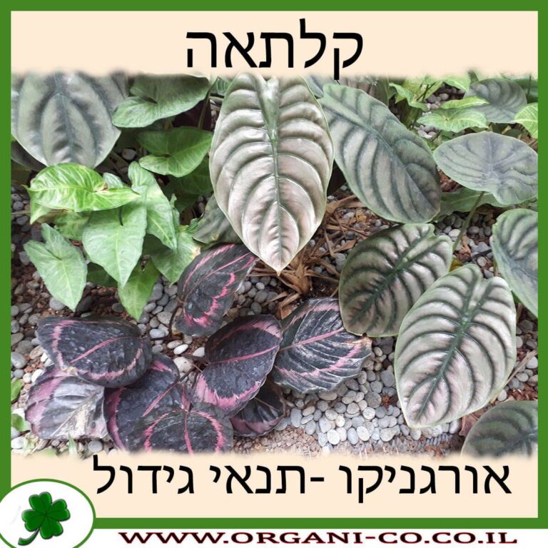 קלתאה קלתאה