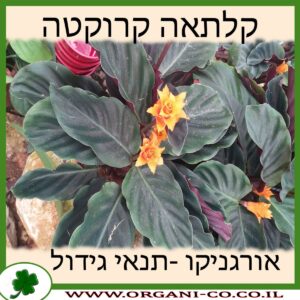 קלתאה קרוקטה